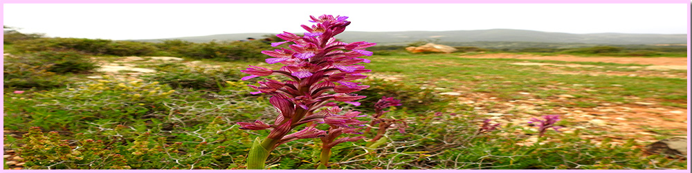 סטריפ עליון